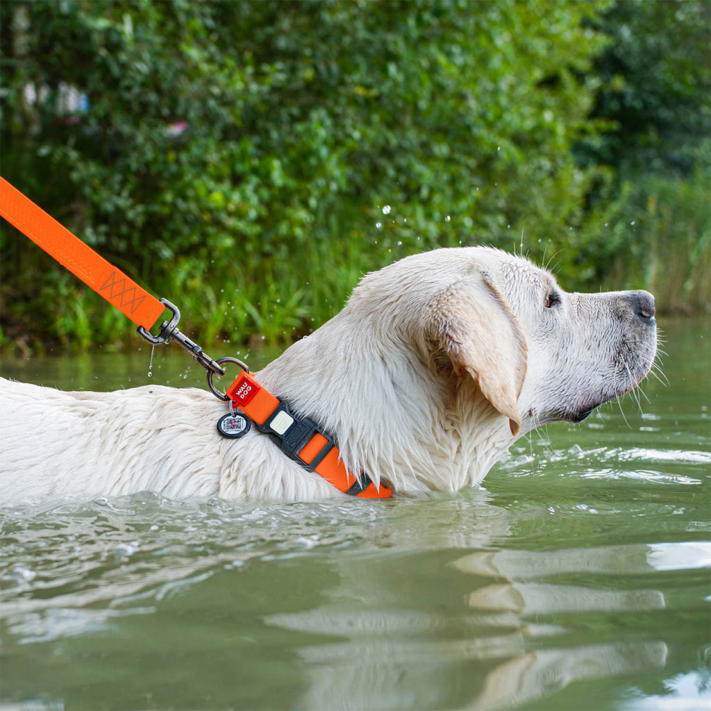 WAUDOG Waterproof Dog Collar with QR Code, Orange Pattern