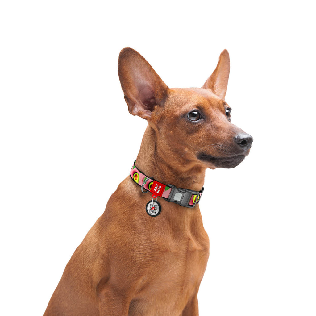 WAUDOG Nylon Dog Collar with QR Code, Avocado on pink