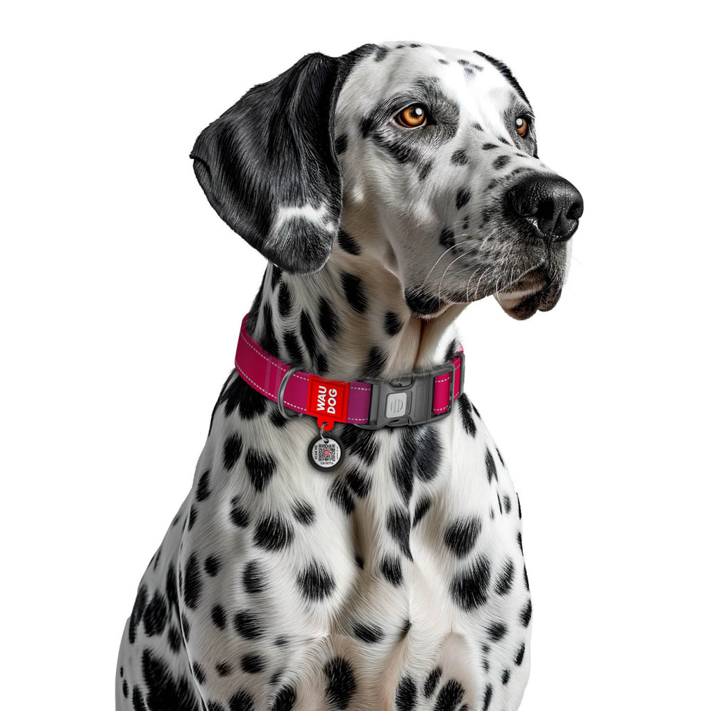WAUDOG Nylon Mono Dog Collar with QR Code, Pink Pattern