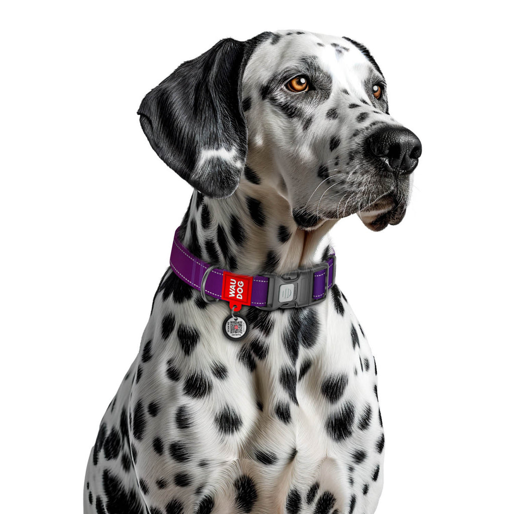 WAUDOG Nylon Mono Dog Collar with QR Code, Violet Pattern